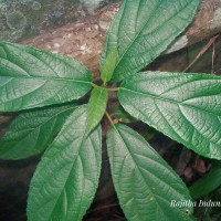 Ficus hispida L.f.